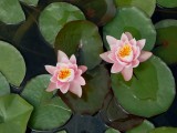 Flower-lotus.jpg