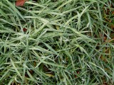 Gras-druppels02.jpg