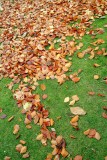 Herfstbladeren022.jpg