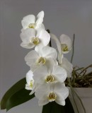 Orchidee52.jpg