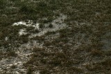 Rain7406.jpg