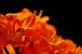 Photo-A-Day, July 2020