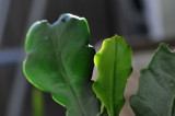 Photo-A-Day, Sep. 2020