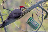 Pileated Woodpecker -_N9A7882.jpg