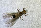 Stonefly_N9A8754.jpg