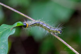 08/14/2019 - _MG_0769.jpg