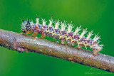 Caterpillars