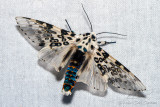 Moths