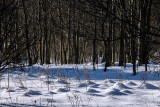 01/30/2021 - _42A0182.jpg