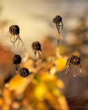 11/19/2021 - _42A9943.jpg