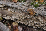 fall_finds_at_allegany-7320.jpg