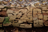 fall_finds_at_allegany-7325.jpg
