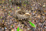 fall_finds_at_allegany-7332.jpg