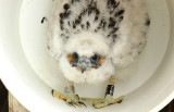 Chick Banding