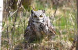 May...Great Horned Owl