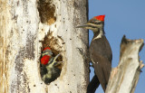 June...Pileated Woodpecker