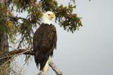 August...Bald Eagle