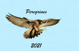 peregrines001.jpg