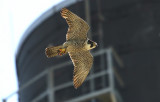Birds-n-Bands & Peregrine Info Center