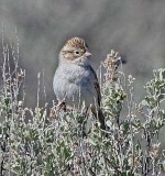 Brewers Sparrow