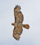 Red-tailed Hawk 5of5
