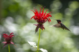 Monarda_Jacob_Cline_IMGP9159a.jpg