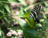 zebra_swallowtails