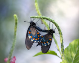 pipevine_swallowtails