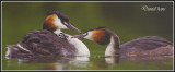 Copains de la nature