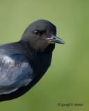 Black Tern