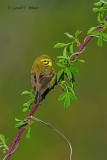 Prairie Warbler