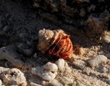 A Single Hermit Crab