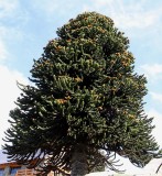 An entire Monkey Puzzle Tree