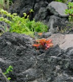 Lava Formations and Plantlife on Sakurajima