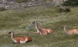 Mama Guanaco and Her Twins