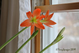 hippeastrum striatum