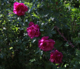 my hybrid rosa rugosa