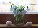 first snowdrops