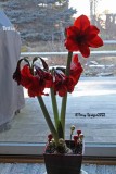 amaryllis update