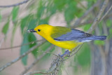 Prothonotary Warbler