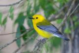 Prothonotary Warbler