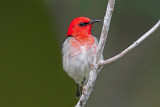 Scarlet Myzomela (Honeyeater)