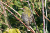 Olive-backed Oriole