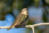 Shinning Bronzed-Cuckoo