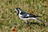 Fantails, Wagtails, Drongos, Magpie-Lark