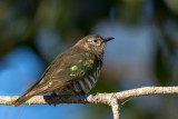 Shinning Bronzed-Cuckoo