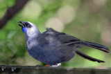 Kokako