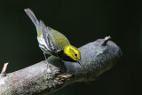Black-throated-Green Warbler