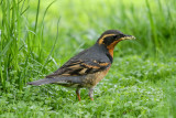 Varied Thrush