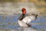 Ducks-Swans-Geeses-Mergansers-Loons_Eiders